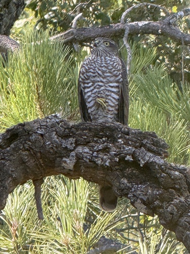 Eurasian Sparrowhawk