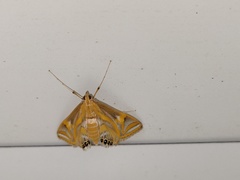 Eoophyla conjunctalis