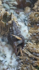 Paciocinebrina interfossa