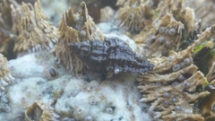 Paciocinebrina interfossa