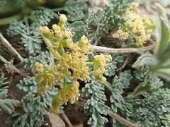 Cymopterus planosus