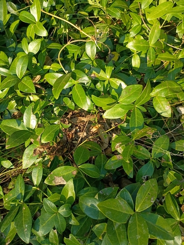 lesser periwinkle