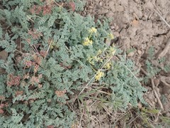 Cymopterus planosus