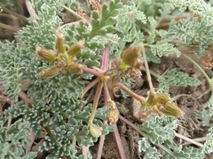 Cymopterus planosus