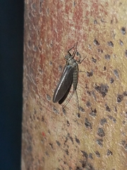 Epeorus pleuralis