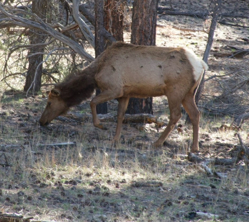 Wapiti observed by felix_krz