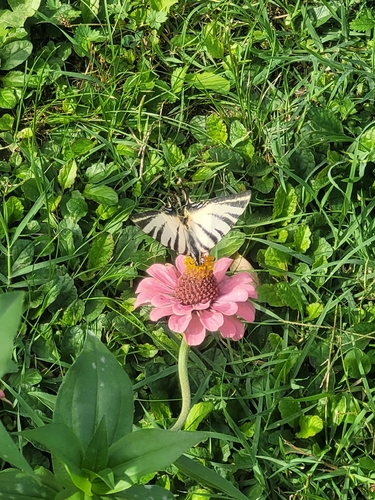 Scarce Swallowtail