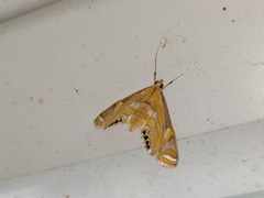 Eoophyla conjunctalis