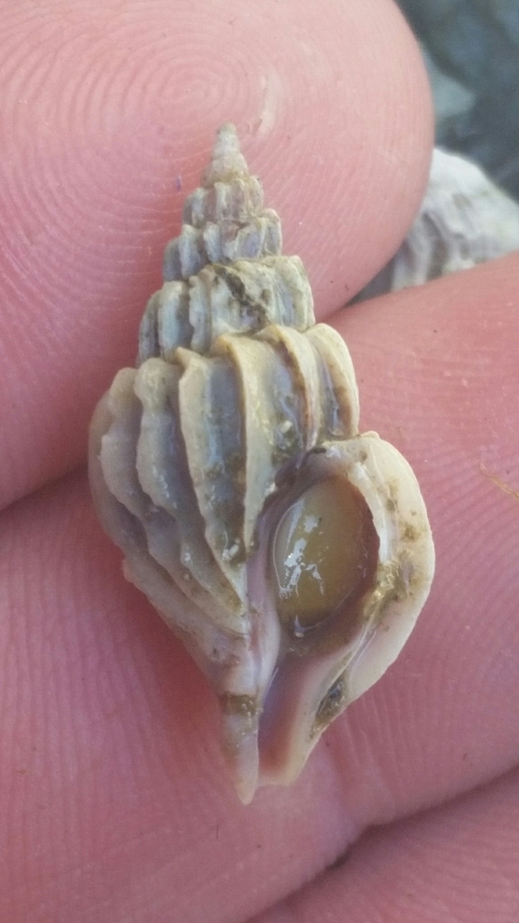 Boreotrophon vancouverensis