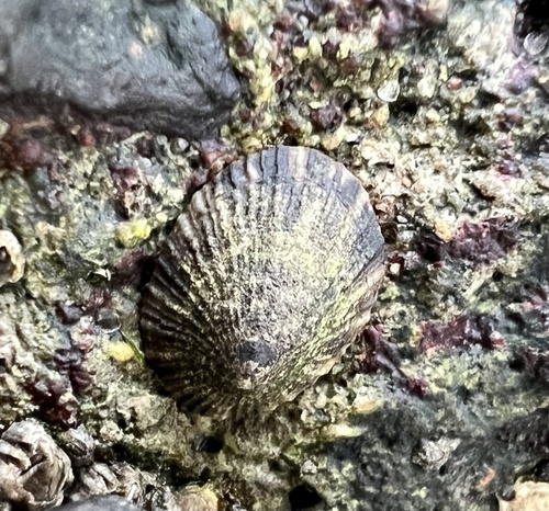 Lottia peitaihoensis