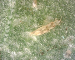 Scolothrips