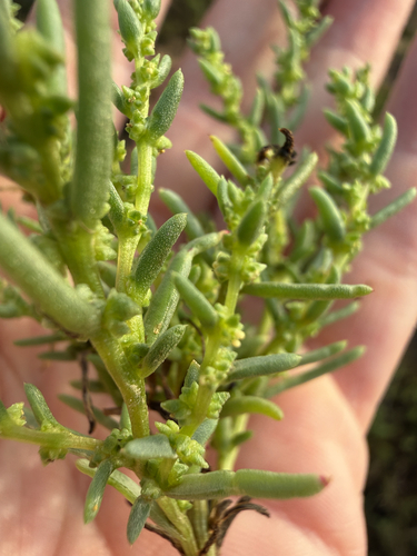 Suaeda calceoliformis, photograph 5