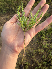 Suaeda calceoliformis, photograph (c) tmax, some rights reserved (CC BY)