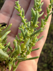 Suaeda calceoliformis, photograph (c) tmax, some rights reserved (CC BY)
