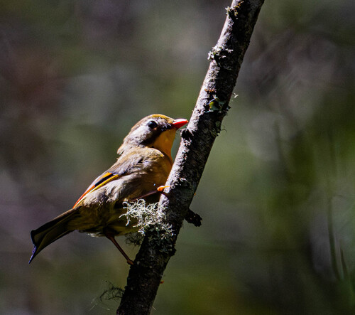 Red-billed Leiothrix