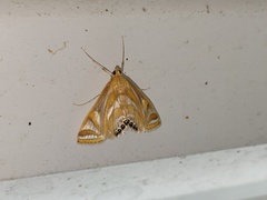 Eoophyla conjunctalis