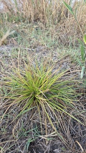 Carex secalina, photograph 1