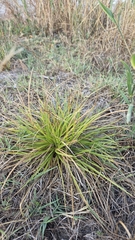 Carex secalina