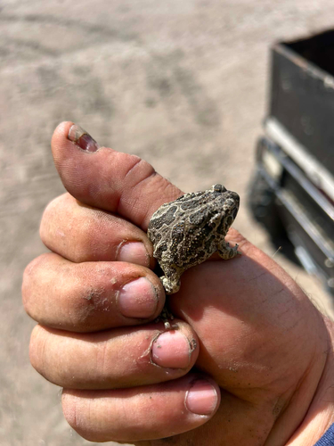 Great Plains Toad