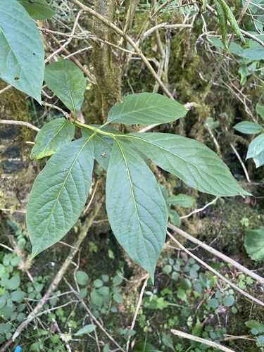 Lonicera alpigena, photograph 3