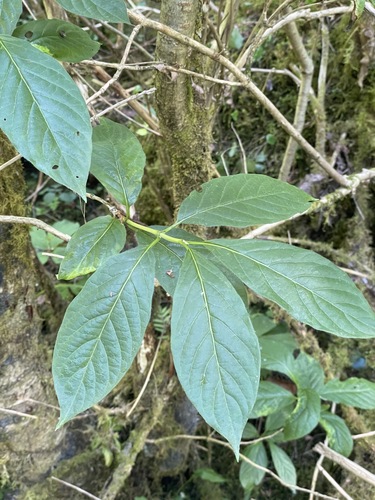 Lonicera alpigena, photograph 4
