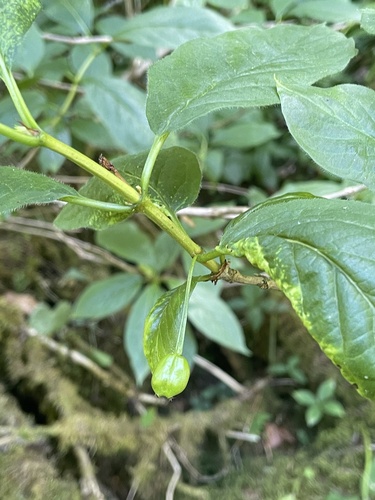 Lonicera alpigena, photograph 5