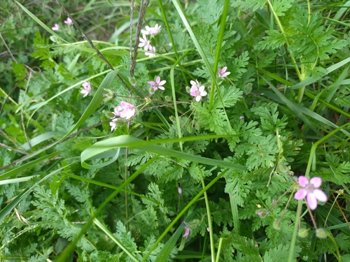 Redstem Stork's-bill