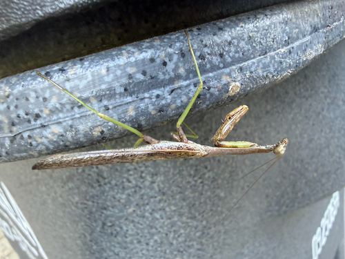Carolina Mantis