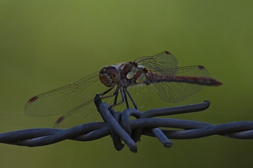 Common Darter