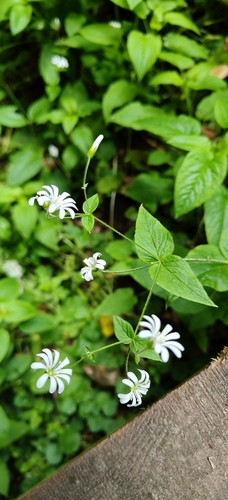 Stellaria nemorum, photograph 3