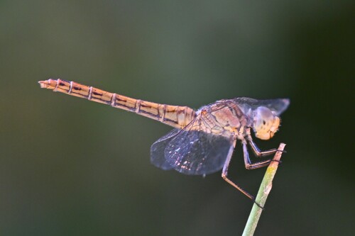 Southern Darter