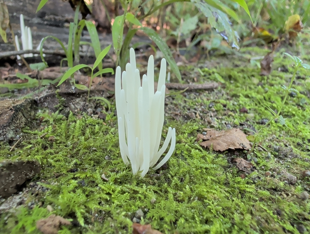 Fairy Fingers · September 2026 · photo: Photo: (c) Claire, some rights reserved (CC BY) · iNaturalist