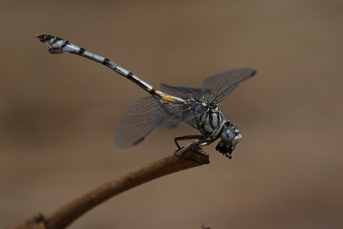 Bladetail