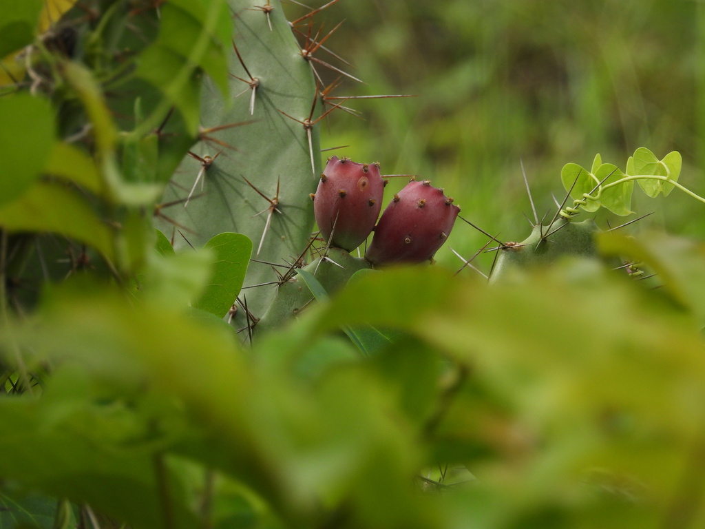 Opuntia elatior; photograph (c) apoorva sr, some rights reserved (CC BY)