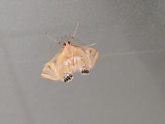 Eoophyla conjunctalis