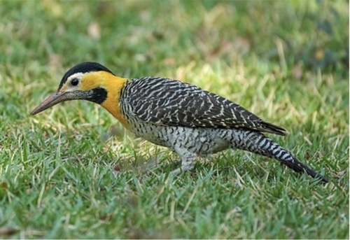 Campo Flicker