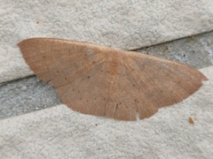Cosymbiini