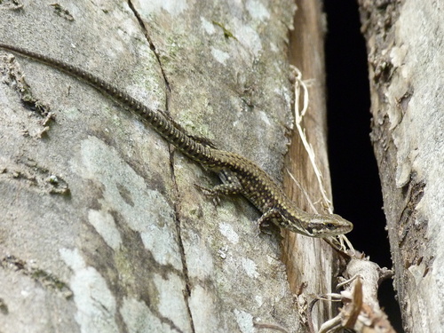 Common Wall Lizard