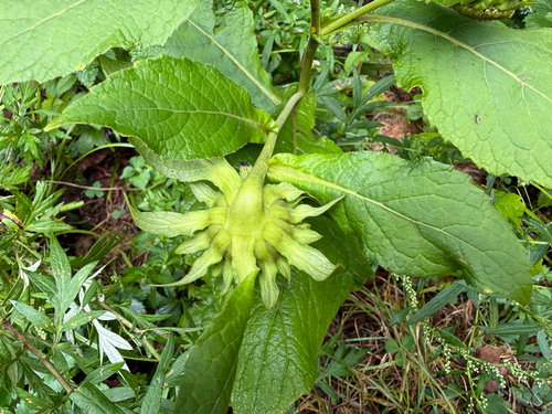 Carpesium macrocephalum