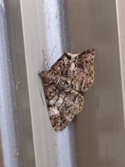 Alcis taiwanovariegata