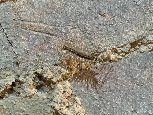 House Centipede