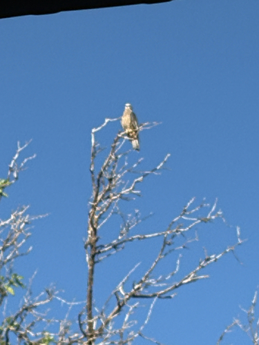 Mississippi Kite