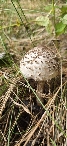 Parasol