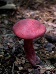 Baorangia