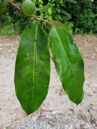 Pleodendron costaricense image