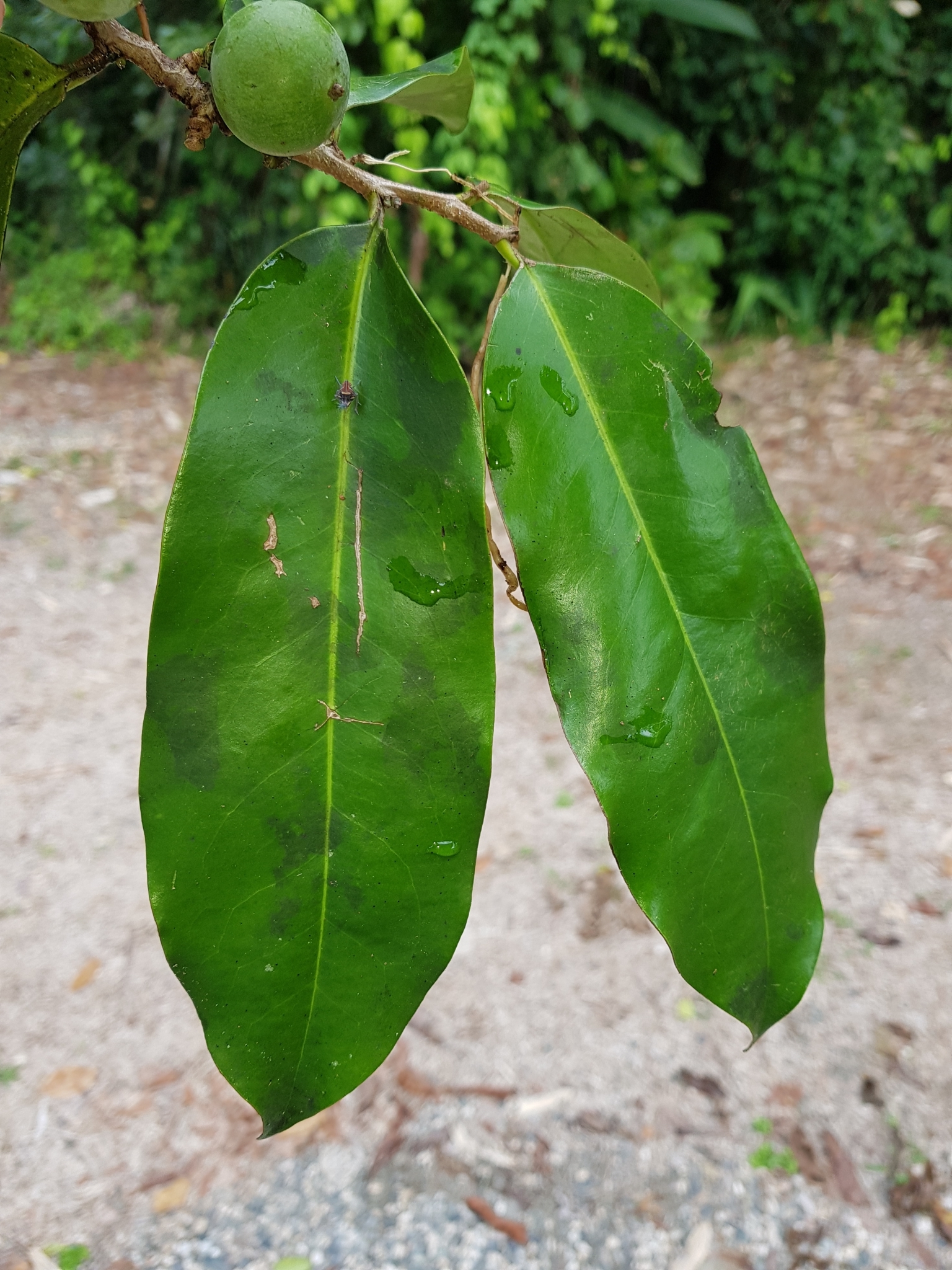 Imagem de Pleodendron costaricense