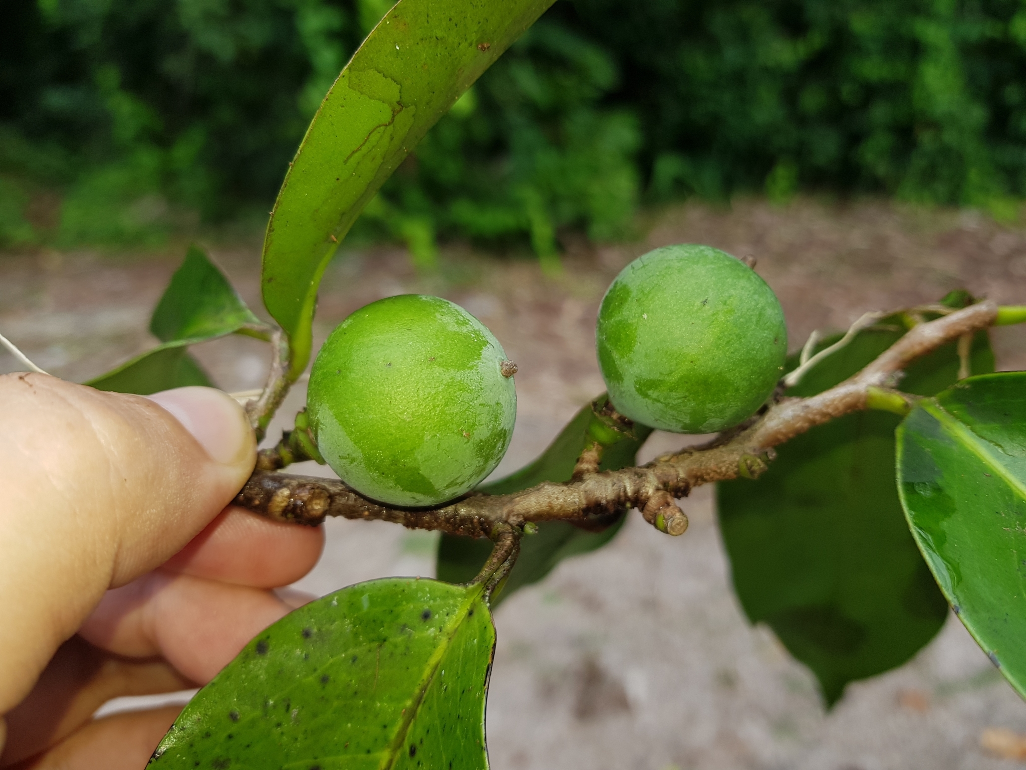 Imagem de Pleodendron costaricense
