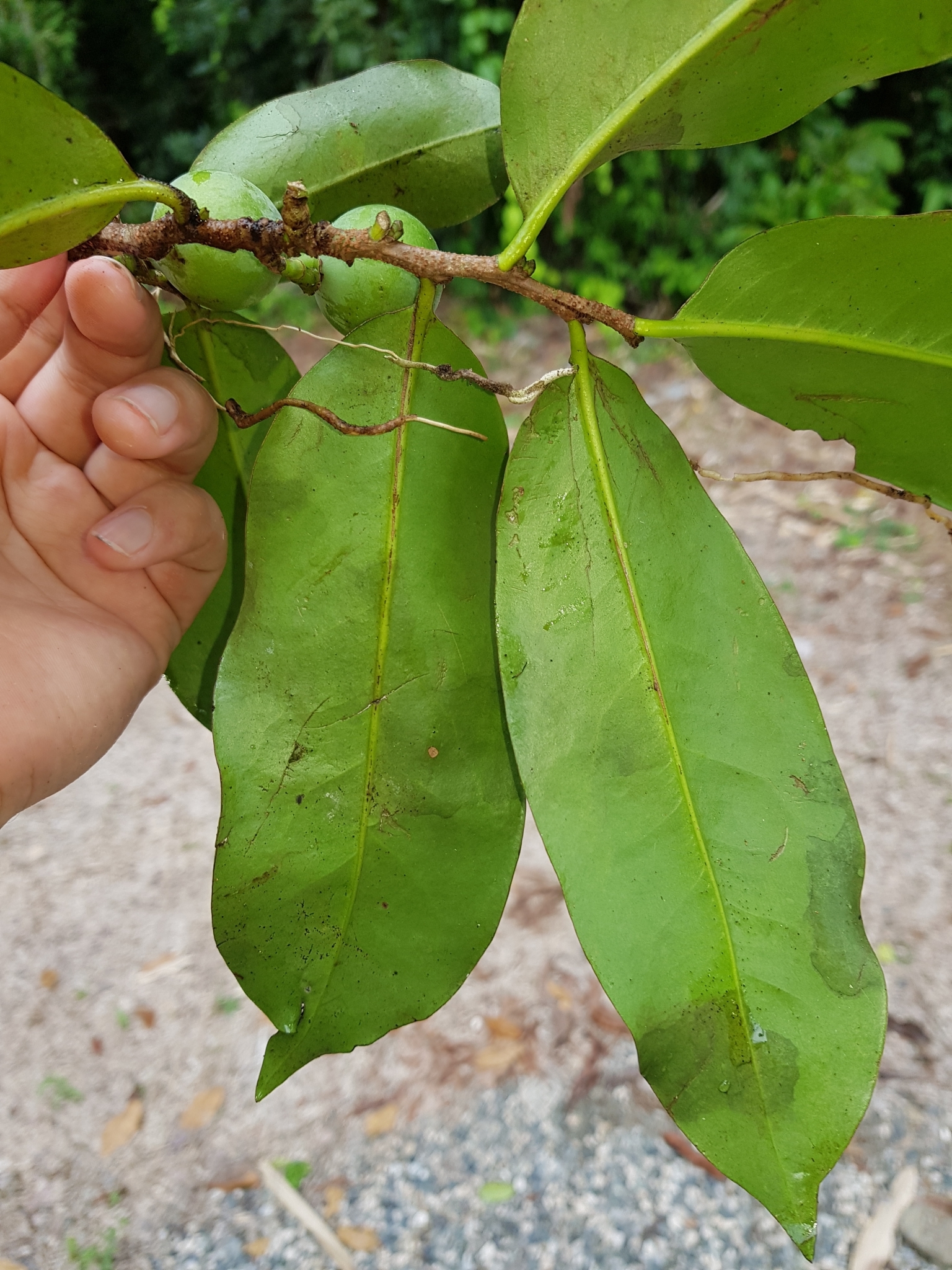 Imagem de Pleodendron costaricense
