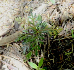 Phyllocladus trichomanoides