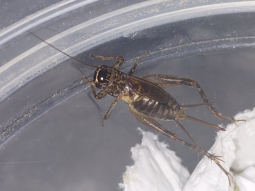 Loxoblemmus arietulus